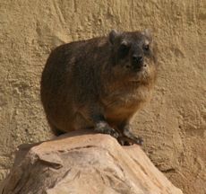 Kap-Klippschiefer-005.jpg